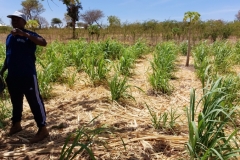Sugar cane