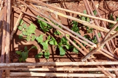 Chinese cabbage well protected